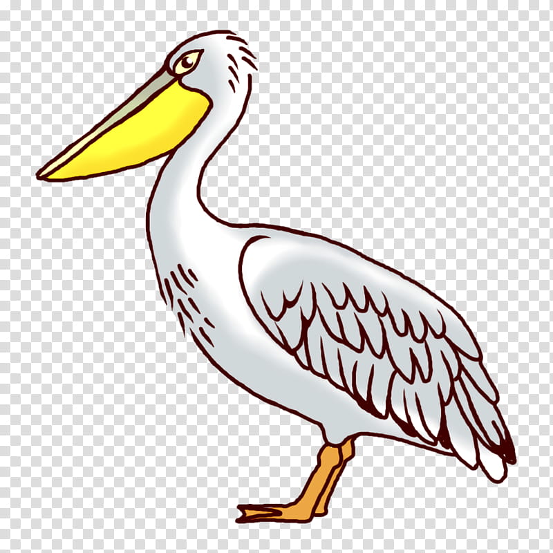 Feather, Pelican, Pelecaniformes, Birds, Stork, Beak, Ducks, Atlantic Puffin transparent background PNG clipart