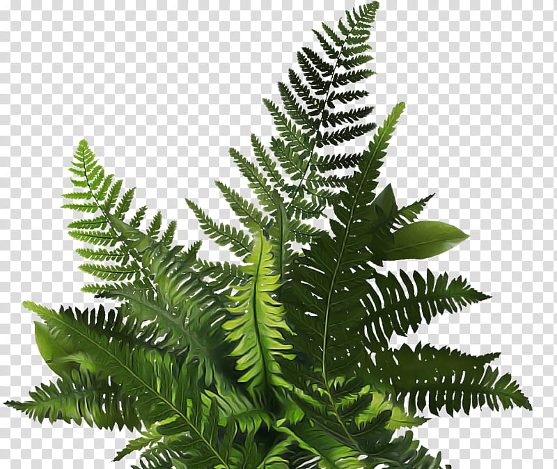 Fern, Ostrich Fern, Leaf, Tree Fern, Computer, Line, Plants, Science transparent background PNG clipart