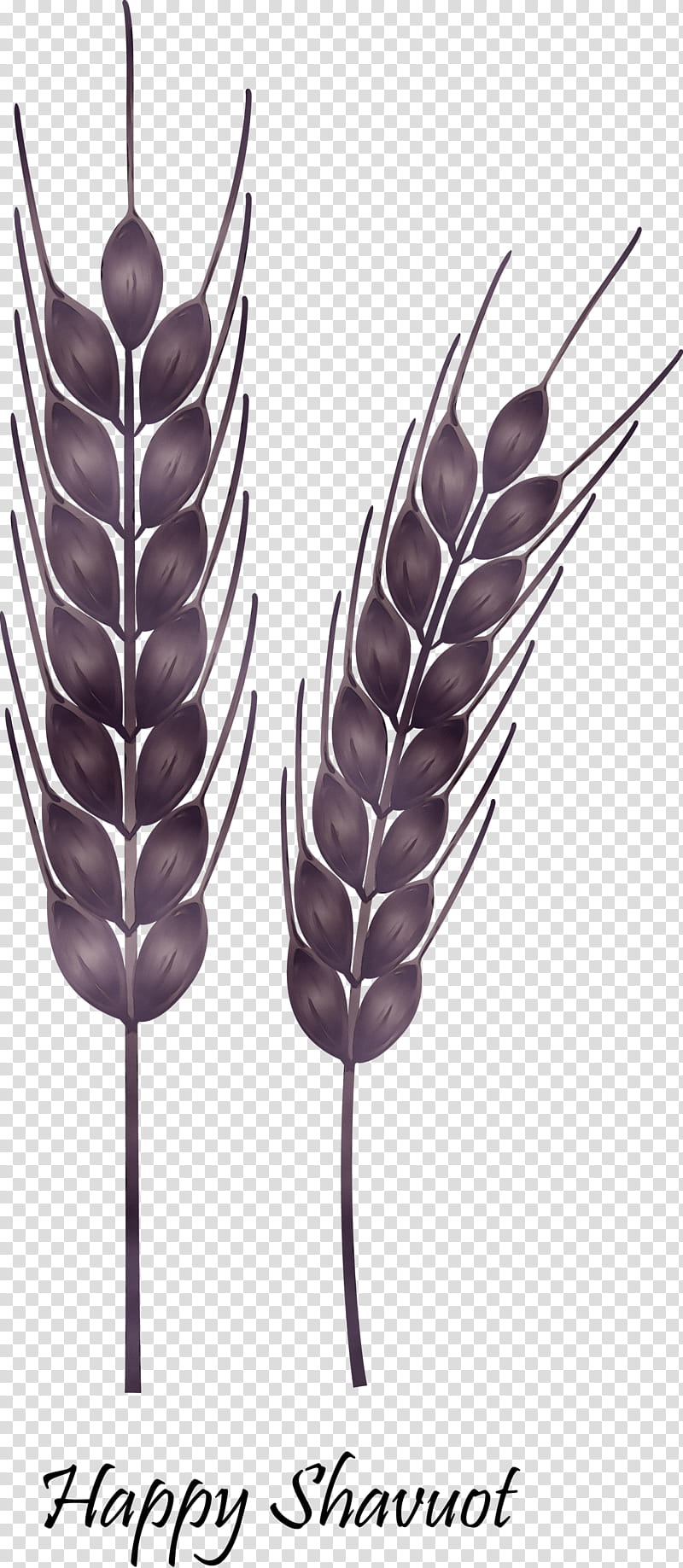 Wheat, Happy Shavuot, Shovuos, Watercolor, Paint, Wet Ink, Food Grain, Grass Family transparent background PNG clipart