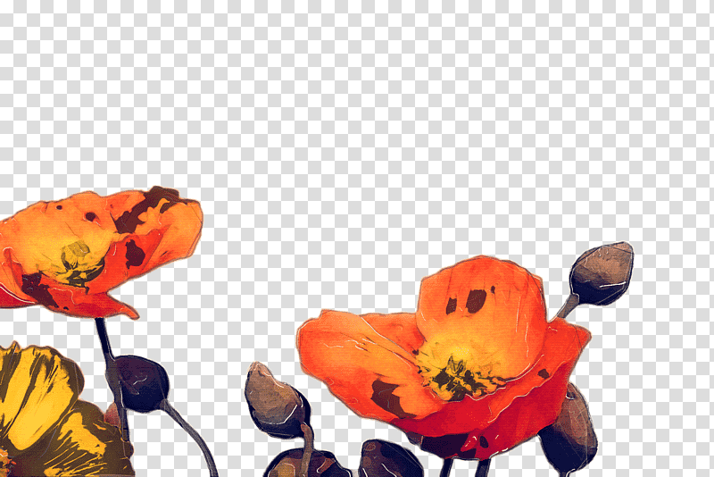 Petal Cut flowers Plants Fish, Orange, Yellow, Watercolor Paint, Poppy Family, Wildflower, Coquelicot transparent background PNG clipart