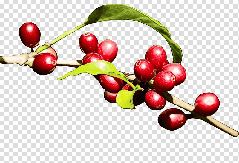 Coffee bean, Watercolor, Paint, Wet Ink, Arabica Coffee, Kona Coffee, Fruit transparent background PNG clipart
