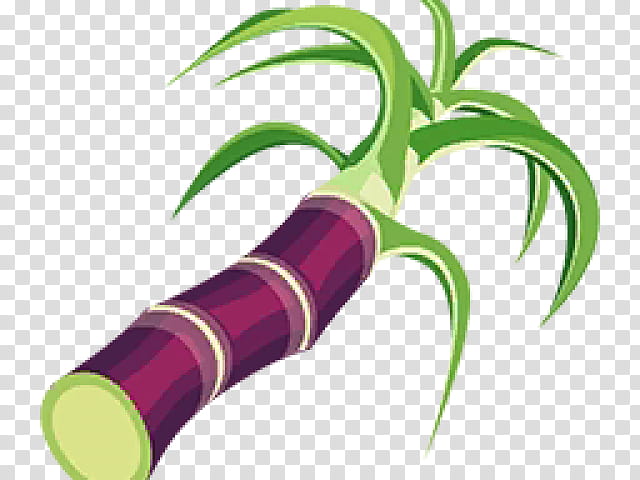 Sugar cane plant stem with leaves, agriculture... - Stock Illustration  [79631180] - PIXTA