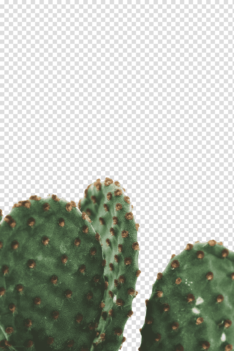 nopalito nopal eastern prickly pear barbary fig plants, Biome, Ecology, Science, Biology transparent background PNG clipart