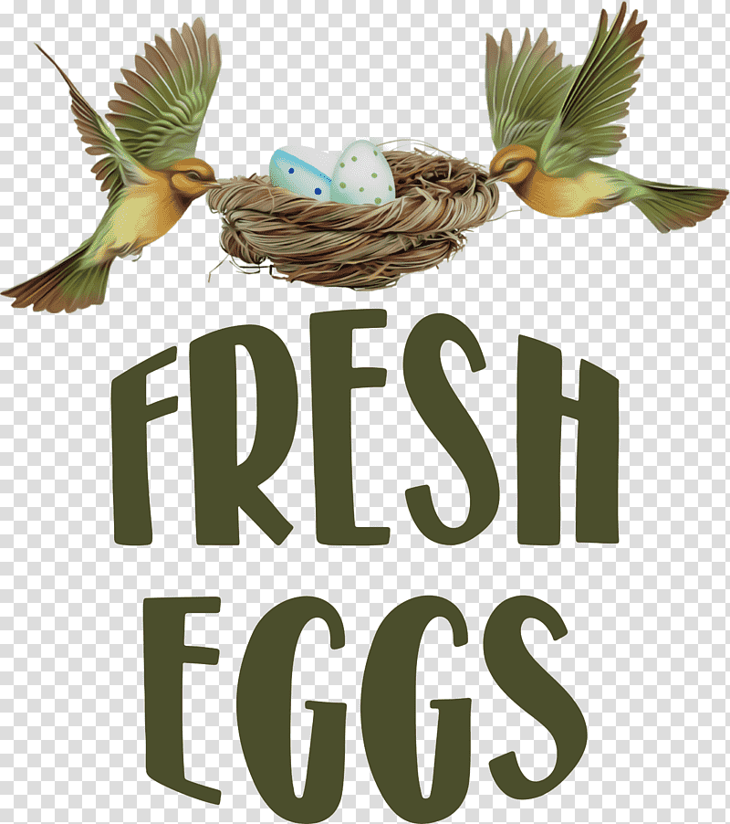 Fresh Eggs, Birds, Red Factor Canary, Harz Roller, Finches, Yellow Canary, Budgerigar transparent background PNG clipart