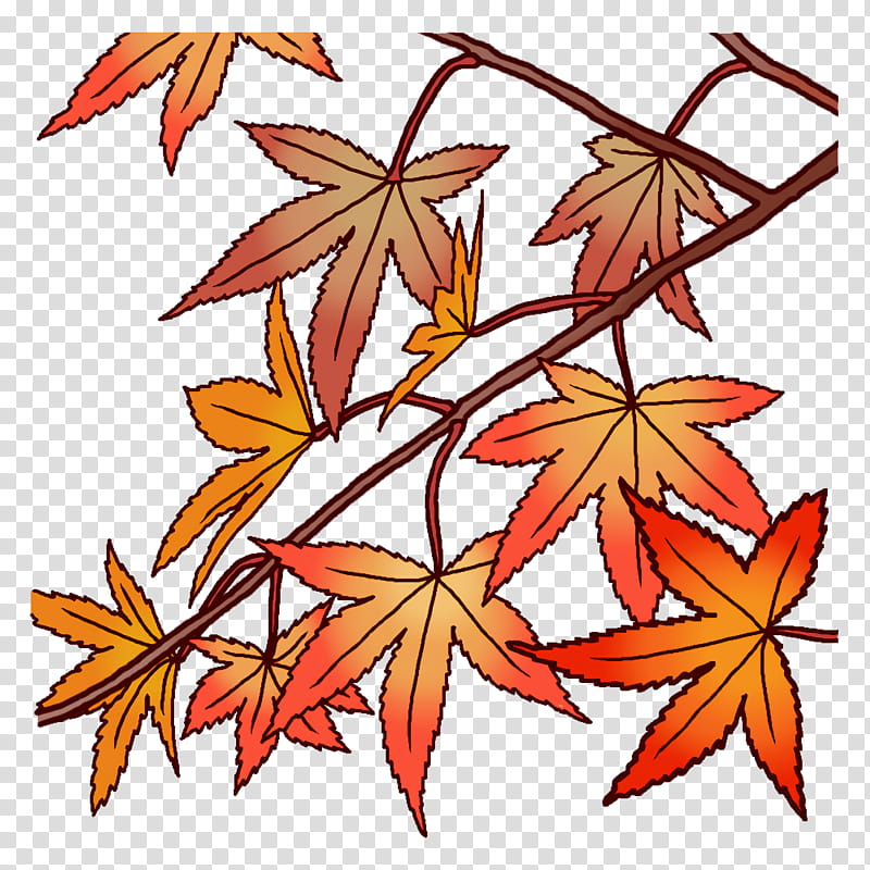Maple leaf, Plant Stem, Red Maple, Petal, Flower, Branch, Liana, Tree transparent background PNG clipart