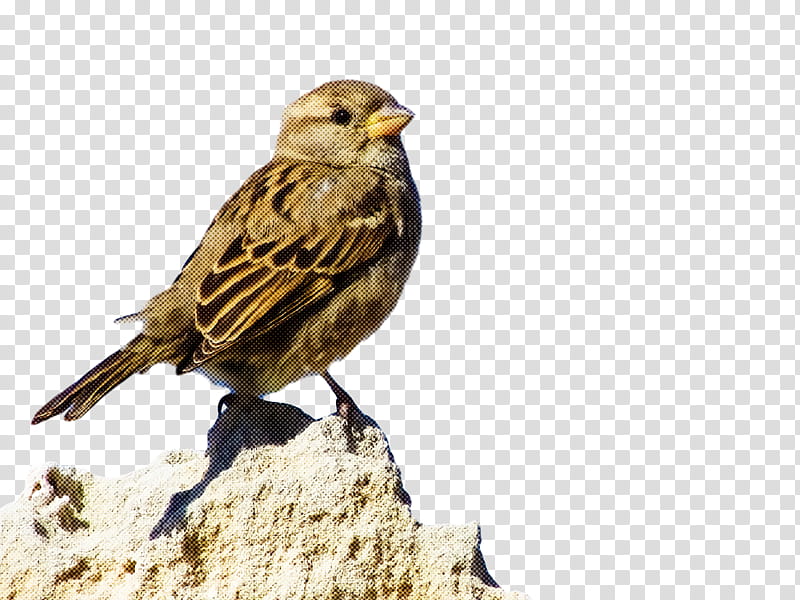 bird, Beak, Sparrow, House Sparrow, Finch, Lark, Savannah Sparrow, Atlantic Canary transparent background PNG clipart