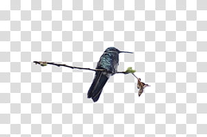 Hummingbird, Watercolor, Paint, Wet Ink, Beak, Coraciiformes, Cuculiformes, Wildlife transparent background PNG clipart thumbnail