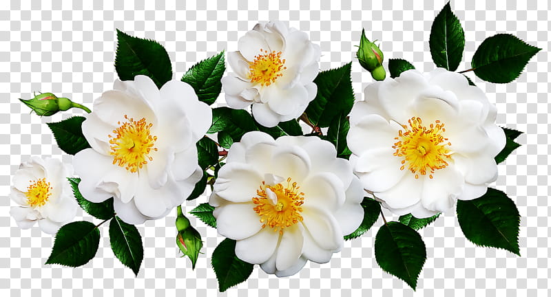 Floral design, Cut Flowers, Rose, Petal, Garland, Flower Bouquet, Lily, Rose Family transparent background PNG clipart