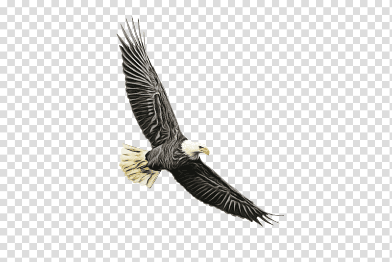 bald eagle accipitridae eagle golden eagle birds, Watercolor, Paint, Wet Ink, Beak, Bird Of Prey, Hawk transparent background PNG clipart