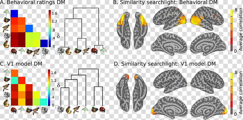 Cartoon Brain, Electroencephalography, Functional Magnetic Resonance Imaging, Analysis, Research, Neuroimaging, Multivariate Statistics, Electrocorticography transparent background PNG clipart