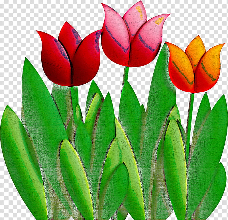 tulipa humilis flower lady tulip tulip petal, Plant, Leaf, Plant Stem, Lily Family transparent background PNG clipart