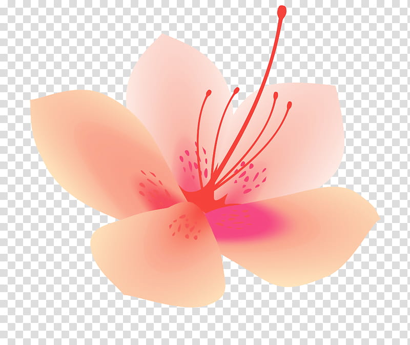 Azalea spring flower Azalea flower, Petal, Pink, Plant, Hibiscus, Blossom, Mallow Family transparent background PNG clipart