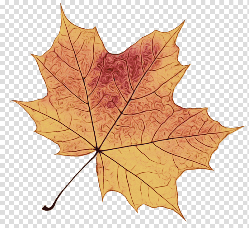 leaf maple leaf / m plane trees plane tree family science, Watercolor, Paint, Wet Ink, Maple Leaf M, Biology, Plant transparent background PNG clipart