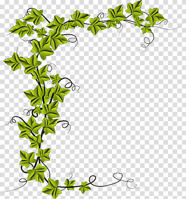 Vine, Common Ivy, Drawing, Plants, Watercolor Painting, Liana transparent background PNG clipart