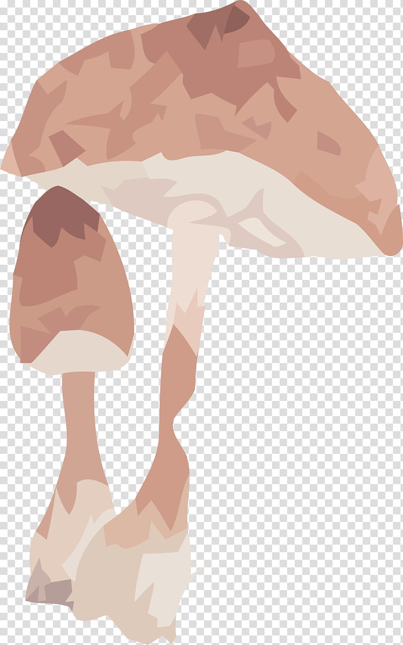 Mushroom, Muscle, Human Skeleton, Science, Human Biology transparent background PNG clipart