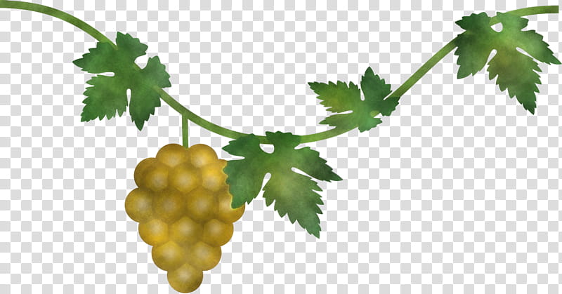 grape grapes fruit, Plant, Grape Leaves, Leaf, Flower, Grapevine Family, Vitis, Food transparent background PNG clipart