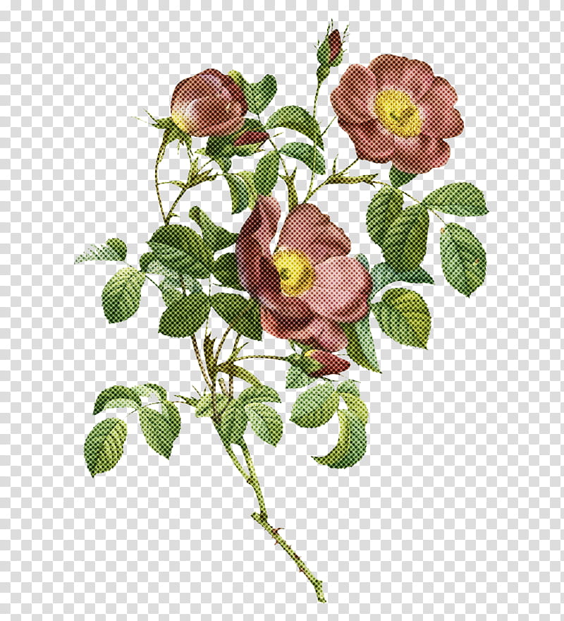 Garden roses, Cabbage Rose, Glaucous Dog Rose, French Rose, Rose Family, Prickly Wild Rose, China Rose, Flower transparent background PNG clipart