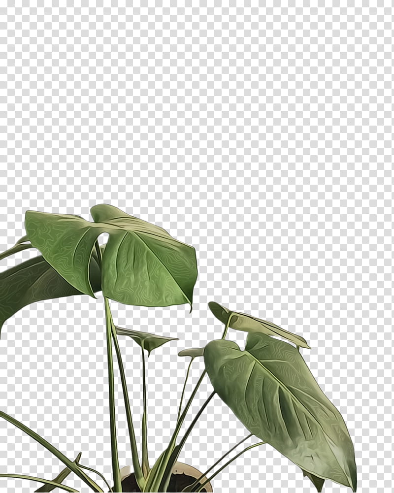 Green Leaf, Monstera Leaf, Simple, Plant Stem, Herb, Plants, Flower, Anthurium transparent background PNG clipart