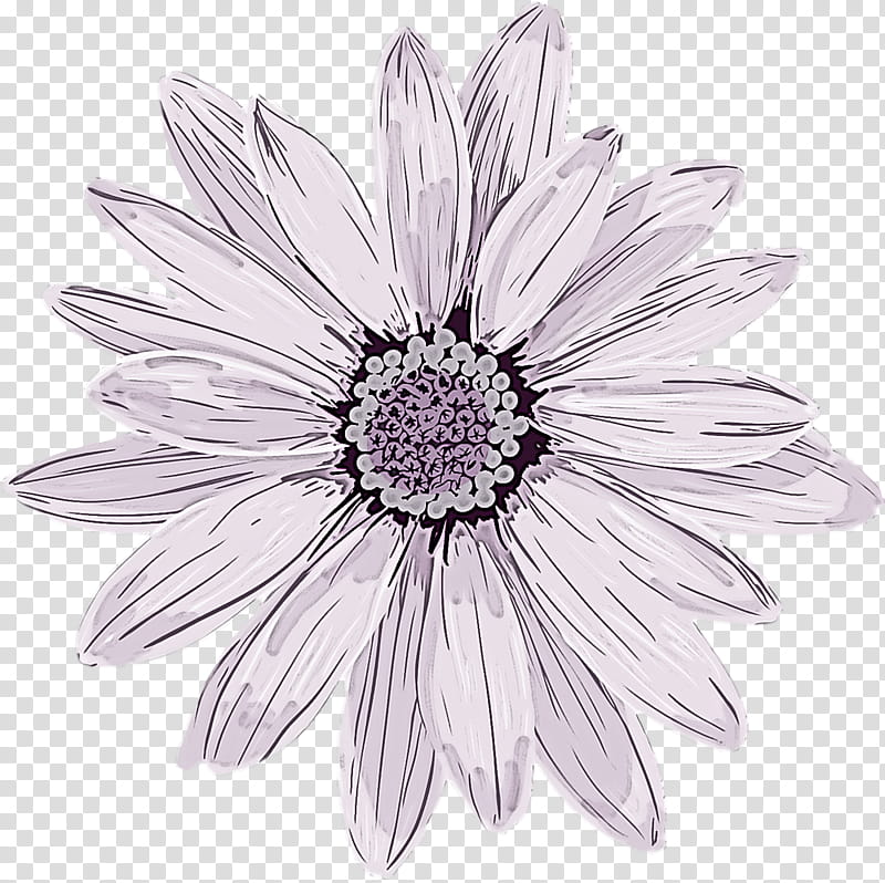 spring flower spring floral flowers, Petal, Gerbera, Blackandwhite, African Daisy, Plant, Lilac, Aster transparent background PNG clipart