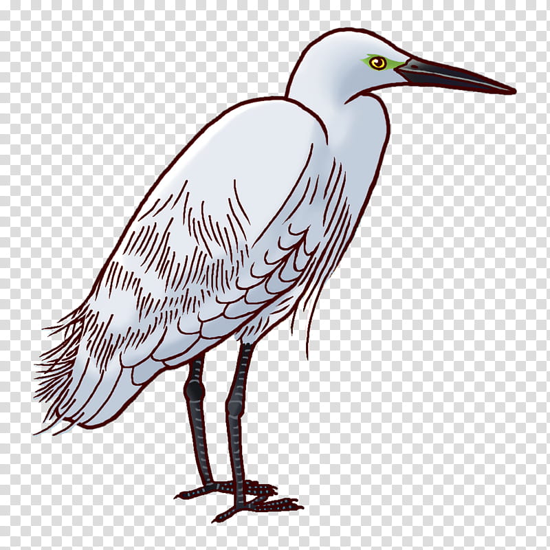 egret stork birds herons beak, Crane, Ibis, White Stork, Great Blue Heron, Blue Jay, Owls, Wader transparent background PNG clipart