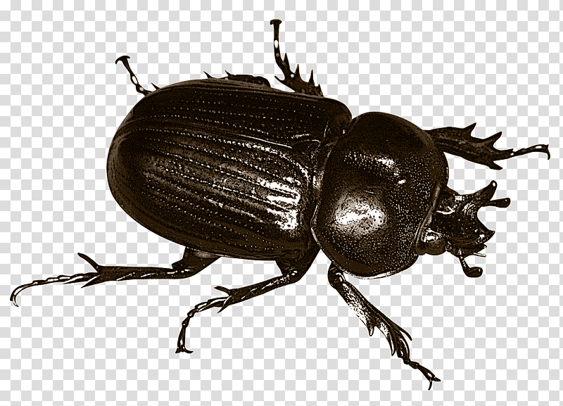 beetles japanese rhinoceros beetle stag beetle dung beetle weevil, Ground Beetle, Asiatic Rhinoceros Beetle, Rhinoceros Beetles, Dorcus Titanus, Stx Eutm Energy Nr Dl, Insects transparent background PNG clipart