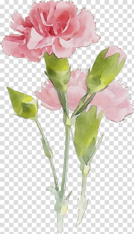 Garden roses, Watercolor, Paint, Wet Ink, Cabbage Rose, Carnation, Cut Flowers, Plant Stem transparent background PNG clipart