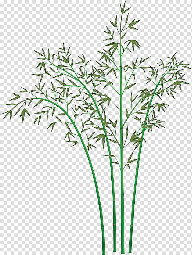 bamboo leaf, Plant, Flower, Grass, Plant Stem, Grass Family, Tree, Heracleum Plant transparent background PNG clipart