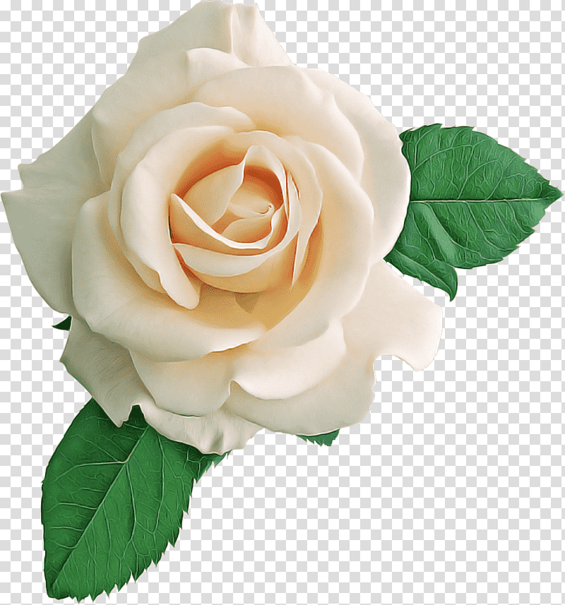 Garden roses, Flower, Floribunda, China Rose, White Rose Of York, Rosa Moschata, Moss Rose transparent background PNG clipart
