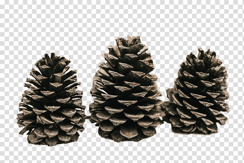 conifer cone pine fir spruce conifers transparent background PNG clipart