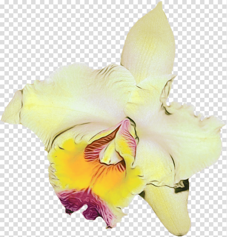 cut flowers gladiolus moth orchids flower petal, Watercolor, Paint, Wet Ink, Yellow, Plants, Biology transparent background PNG clipart