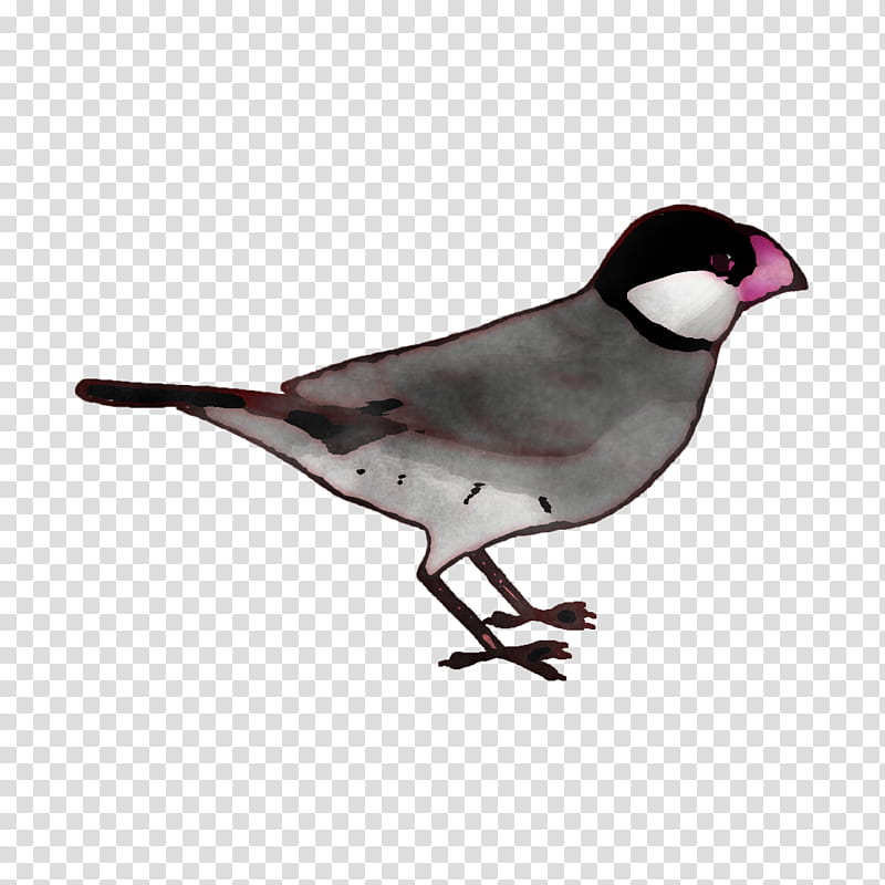 Feather, Beak, Birds, Cartoon, Drawing, Line Art, Bunting, Logo transparent background PNG clipart