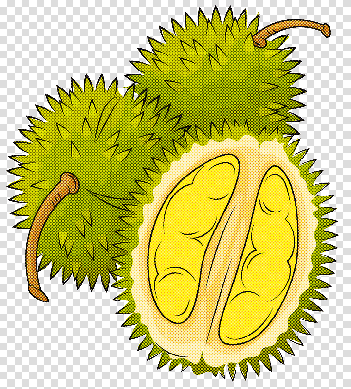 plant durian tree fruit biology, Science transparent background PNG clipart