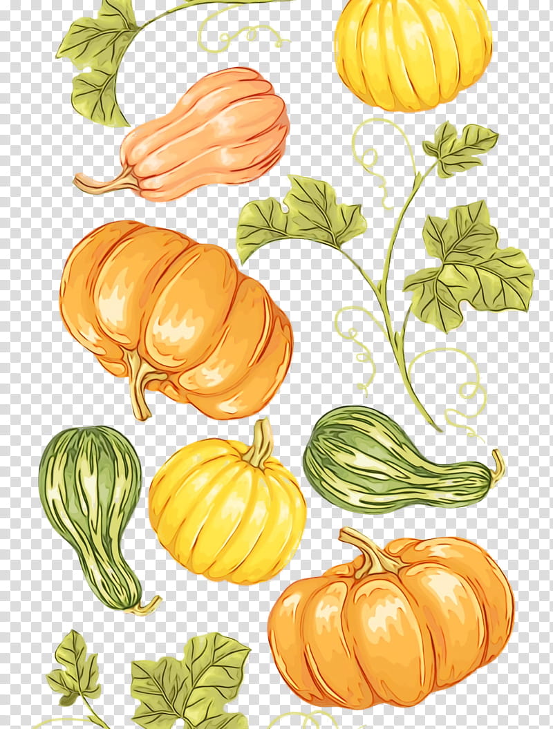 squash gourd winter squash melon calabaza, Thanksgiving, Autumn, Harvest, Watercolor, Paint, Wet Ink, Vegetable transparent background PNG clipart