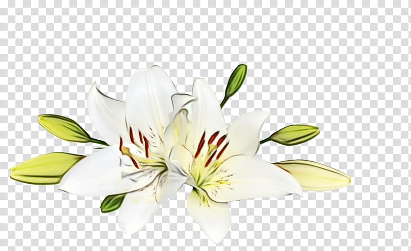 flower lily plant petal yellow, Watercolor, Paint, Wet Ink, Peruvian Lily, Cut Flowers, Lily Family, Magnolia Family transparent background PNG clipart