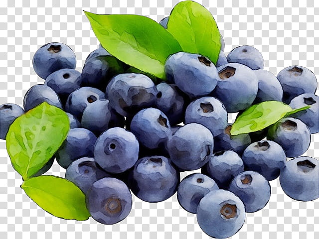 bilberry berry blueberry fruit superfood, Watercolor, Paint, Wet Ink, Plant, Huckleberry, Natural Foods, Tree transparent background PNG clipart