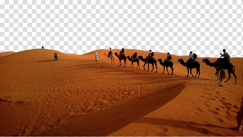Train, Camel Train, Caravan, Desert, Dromedary, Sahara, Natural Environment, Sand transparent background PNG clipart