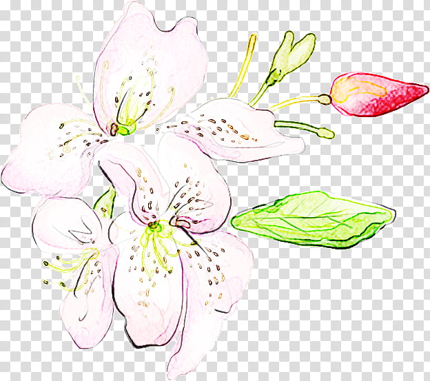 flower plant petal peruvian lily pink, Pedicel, Cut Flowers, Tiger Lily, Stargazer Lily, Blossom, Herbaceous Plant, Wildflower transparent background PNG clipart