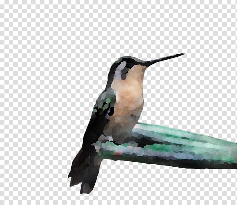 bird, Hummingbird, Beak, Rufous Hummingbird, Wildlife, Rubythroated Hummingbird, Coraciiformes transparent background PNG clipart