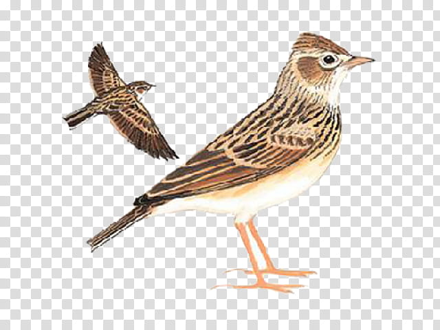 eurasian skylark oriental skylark birds old world sparrow eurasian tree sparrow, Swallow, House Sparrow, Finches, Collared Finchbill, Barn Swallow, Skylarks, Songbirds transparent background PNG clipart