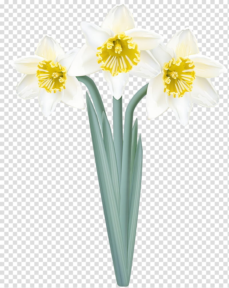 flower yellow narcissus plant petal, Cut Flowers, Amaryllis Family, Paperwhite, Plant Stem, Wildflower, Perennial Plant transparent background PNG clipart