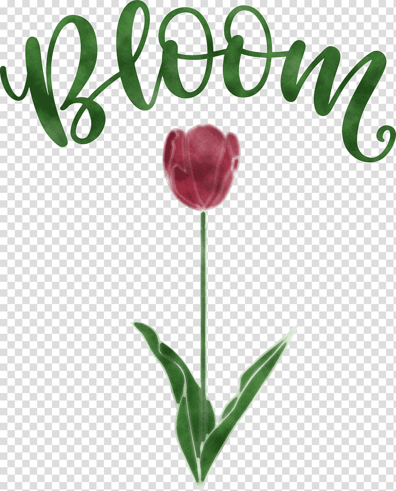 Bloom Spring Flower, Spring
, Leaf, Plant Stem, Cut Flowers, Tulip, Petal transparent background PNG clipart