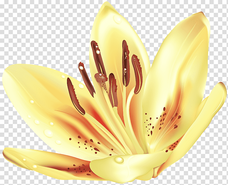 flower petal pollen yellow close-up, Closeup, Plant, Lily M, Biology, Science transparent background PNG clipart
