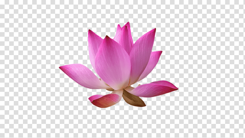 sacred lotus nelumbonaceae petal flower m, Computer, Proteales transparent background PNG clipart