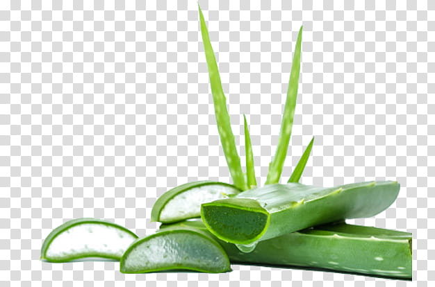 aloe plant leaf xanthorrhoeaceae grass, Flower transparent background PNG clipart