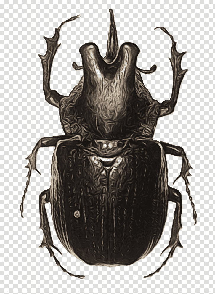 japanese rhinoceros beetle beetles dung beetle stx eu.tm energy nr dl rhinoceros beetles, Watercolor, Paint, Wet Ink, Stx Eutm Energy Nr Dl, Membrane, Insects transparent background PNG clipart