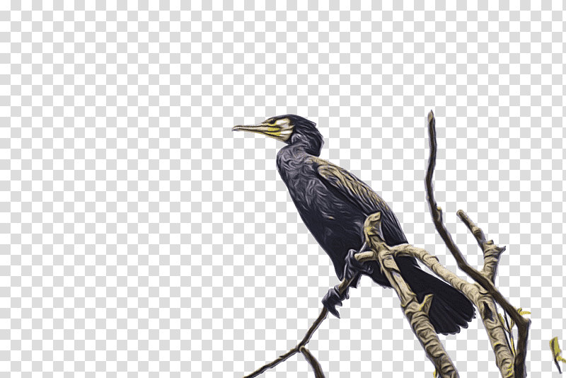 Feather, Watercolor, Paint, Wet Ink, Hornbill, Coraciiformes, Cormorants transparent background PNG clipart