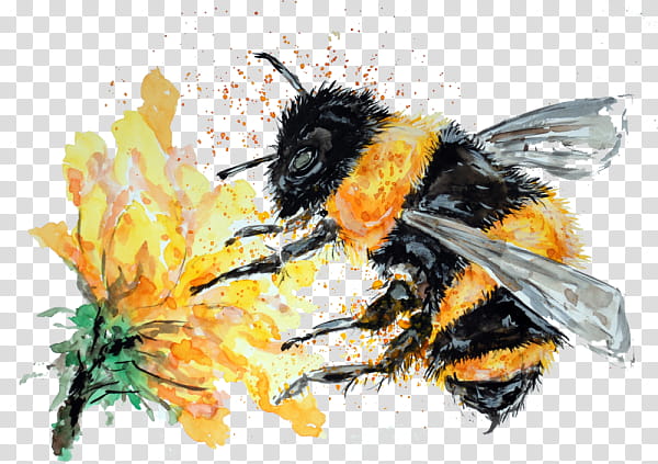 Bumblebee, Insect, Honeybee, Membranewinged Insect, Pollinator, Megachilidae, Fly, Pest transparent background PNG clipart