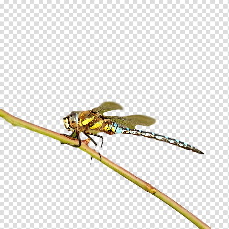 dragonfly insect damselflies pest pollinator transparent background PNG clipart