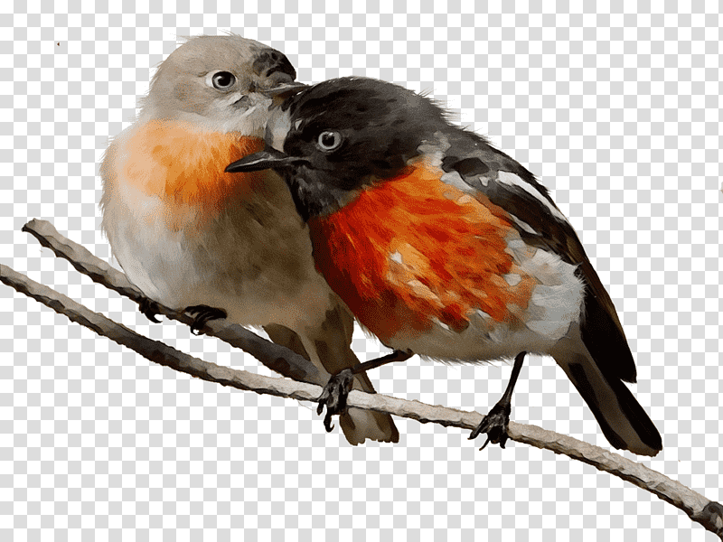 birds finches european robin american robin old world flycatchers, Watercolor, Paint, Wet Ink, Red Factor Canary, House Sparrow, Old World Sparrows transparent background PNG clipart