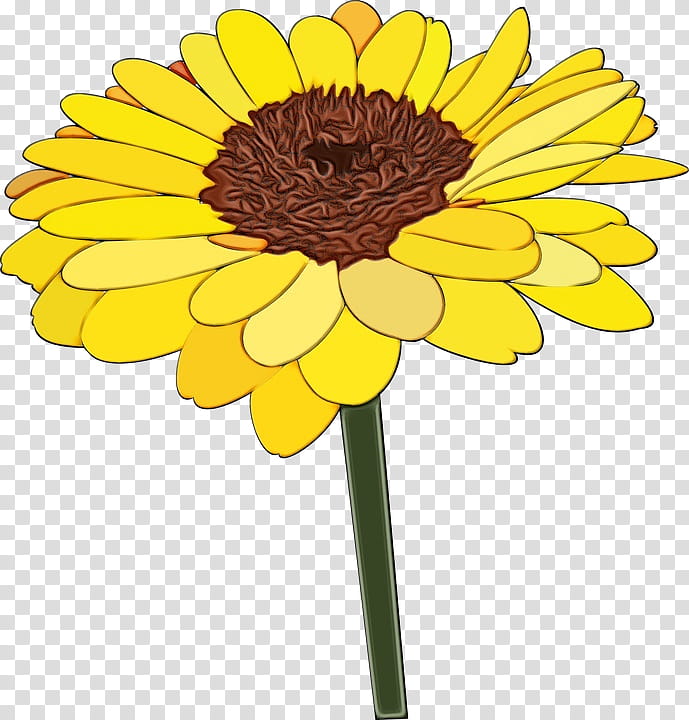 common sunflower chrysanthemum transvaal daisy flower marigold, Watercolor, Paint, Wet Ink, Tulip, Cut Flowers, Plant Stem, Oxeye Daisy transparent background PNG clipart